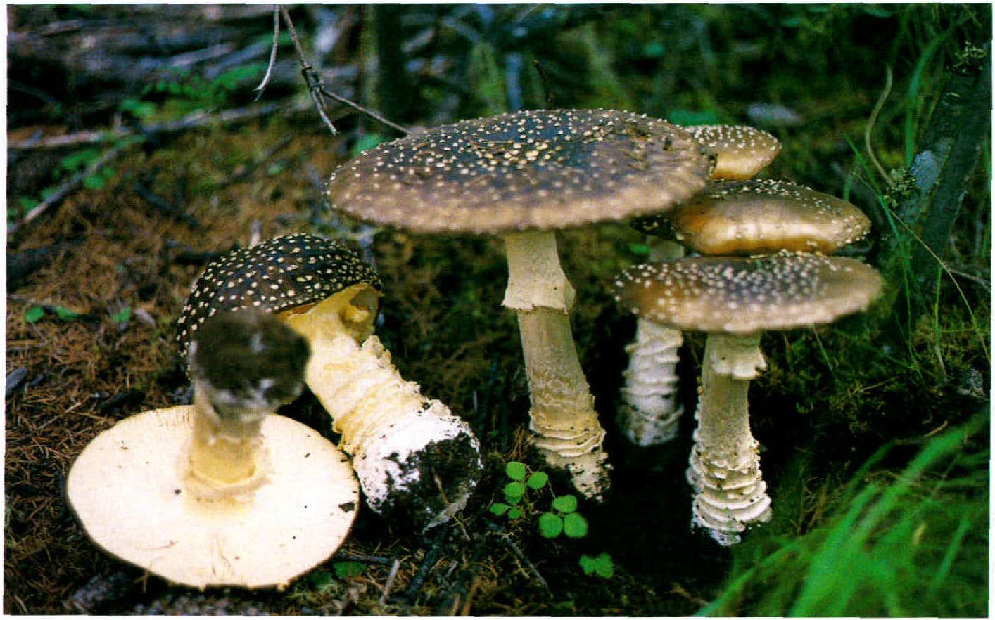 Amanita pantherina (DC.: Fr.) Secr.